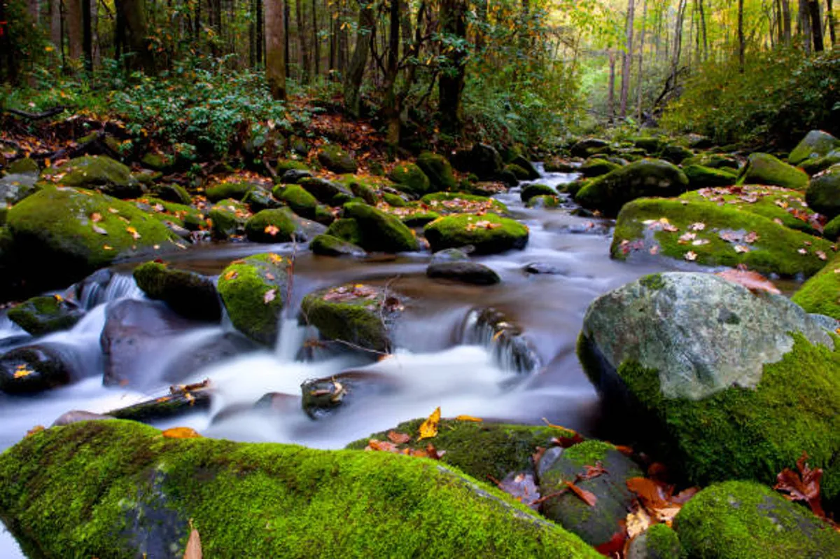 A serene woodland scene featuring a flowing stream tumbling over mossy rocks surrounded by autumn-colored trees. The natural setting invites exploration, quiet reflection, and the discovery of hidden gems within the park.